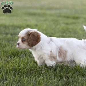 Clark, Cavalier King Charles Spaniel Puppy